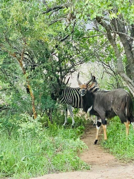 Wildheart Safari - Main Apartman Hoedspruit Kültér fotó