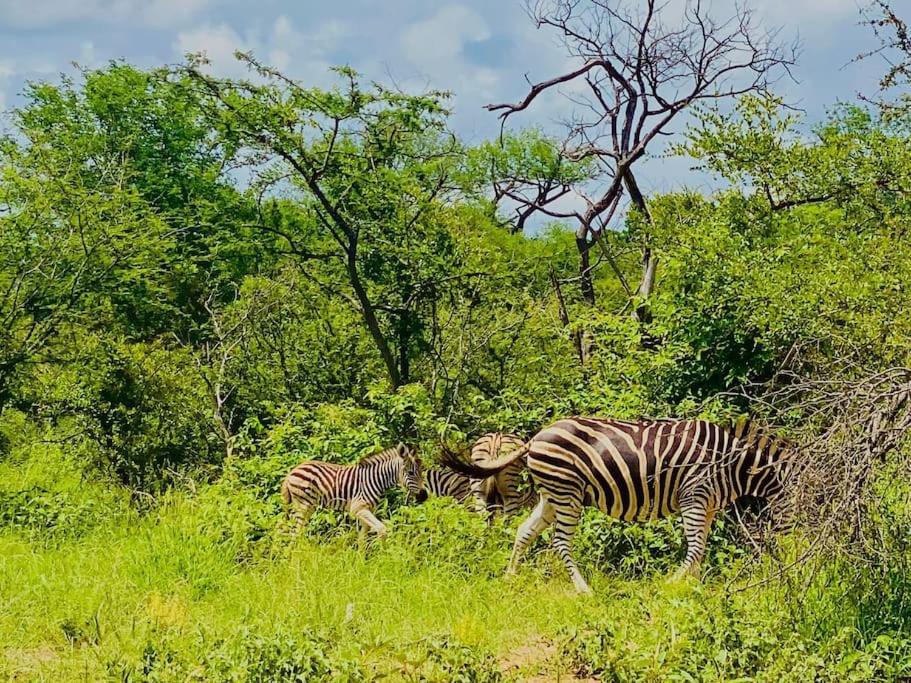 Wildheart Safari - Main Apartman Hoedspruit Kültér fotó