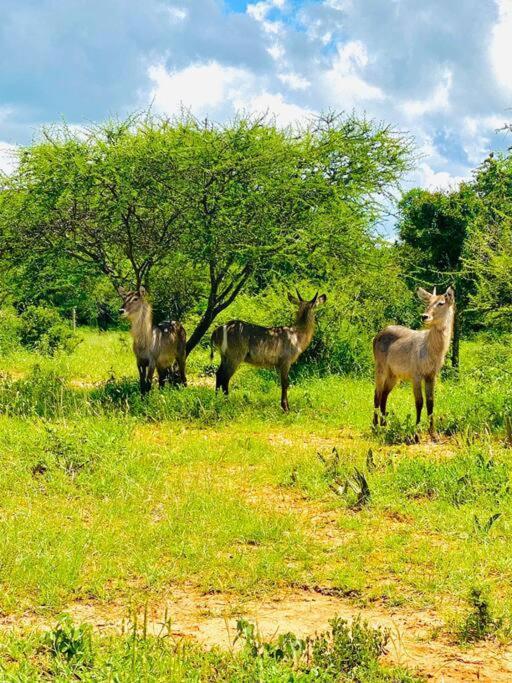 Wildheart Safari - Main Apartman Hoedspruit Kültér fotó