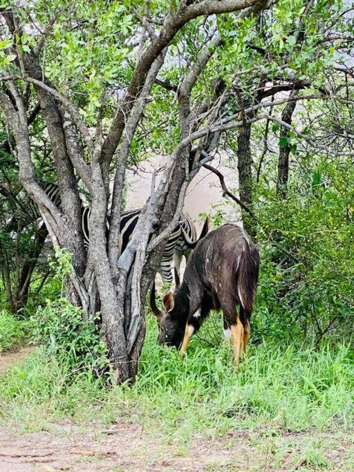 Wildheart Safari - Main Apartman Hoedspruit Kültér fotó