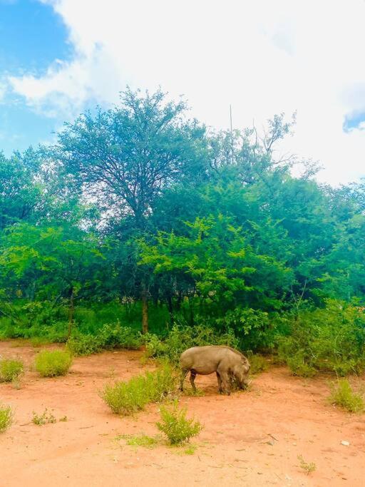 Wildheart Safari - Main Apartman Hoedspruit Kültér fotó