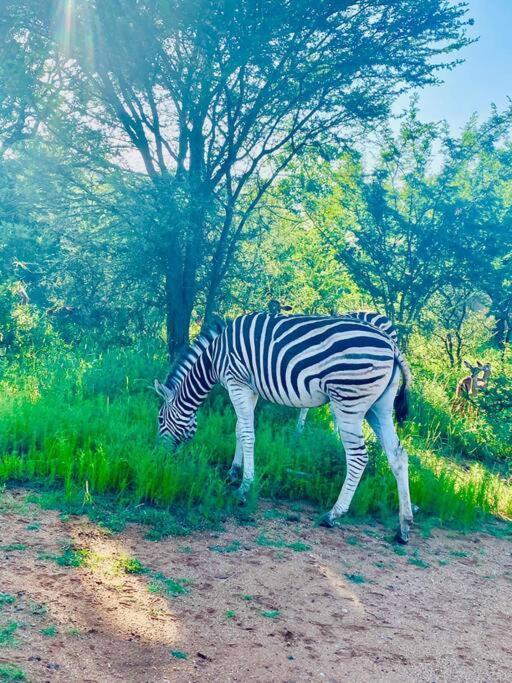 Wildheart Safari - Main Apartman Hoedspruit Kültér fotó