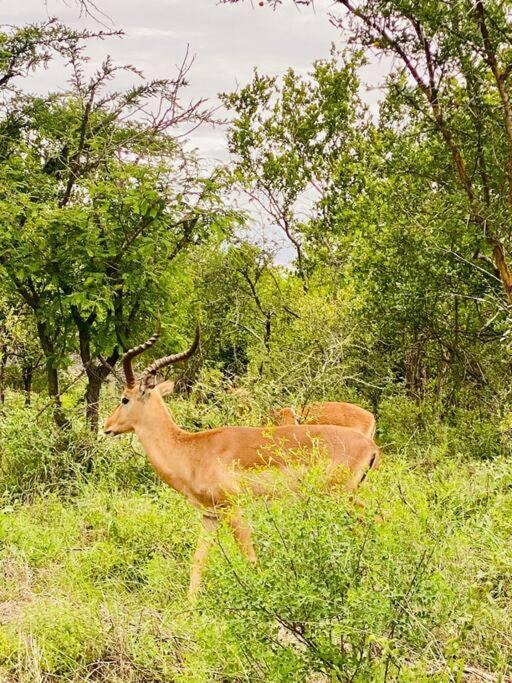 Wildheart Safari - Main Apartman Hoedspruit Kültér fotó