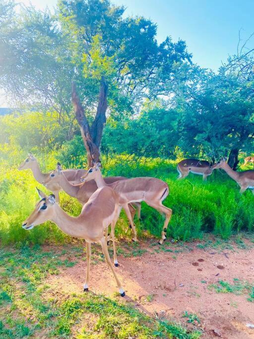 Wildheart Safari - Main Apartman Hoedspruit Kültér fotó