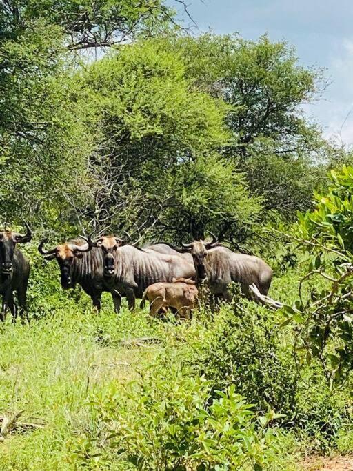 Wildheart Safari - Main Apartman Hoedspruit Kültér fotó